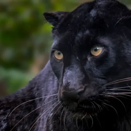 Заснеха черен леопард край дупнишкото село Крайници На кадри изпратени до Нова