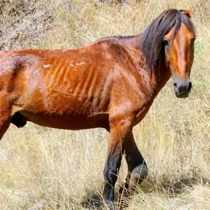 Жена сподели тревожна история в социалната мрежа за кон срещнат