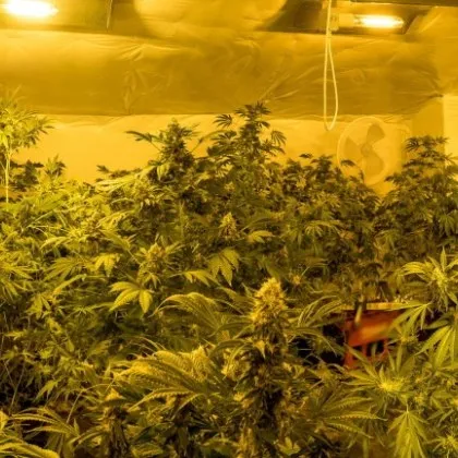 Полицията във Варна е разкрила поредна наркооранжерия в региона съобщиха