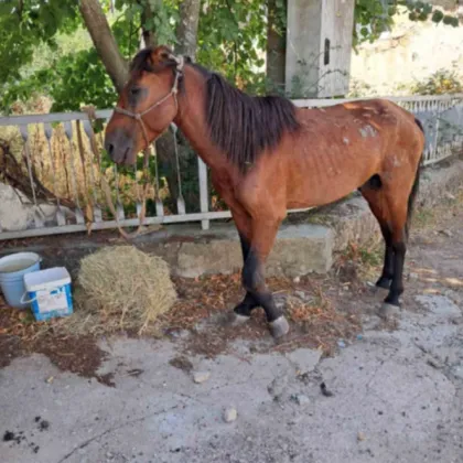 Добри новини за пострадалото конче забелязано в родопското село Кушла