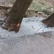 Иновативна ограда! Бетонираха дървета в София СНИМКИ