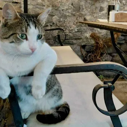 Вчера около обяд между 11 30 и 12 00 ч на завоя