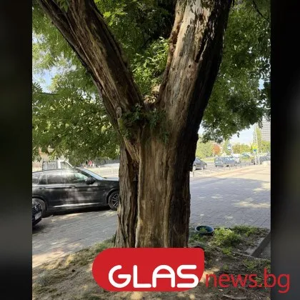 За поредното потенциално опасно дърво сигнализираха пловдивчани Те изпращат кадри