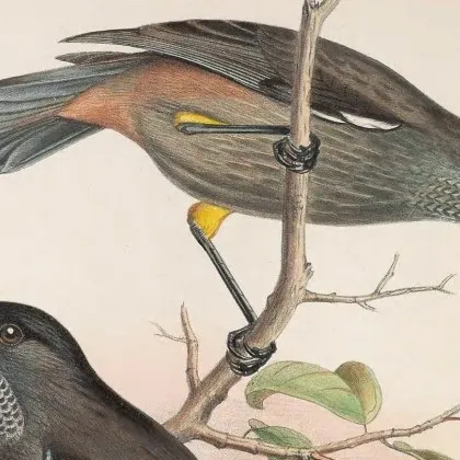 Може би не преживяваме шестото масово измиране на Земята