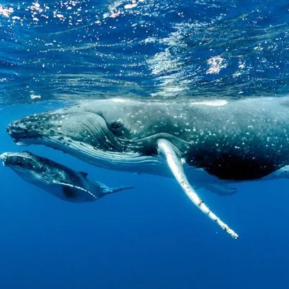 Много преди днешните китове да се превърнат във величествени морски
