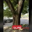 Опасно дърво заплашва пловдивчани СНИМКИ