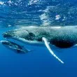 Учени откриха останки на странен кит с лице на покемон СНИМКА