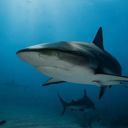 Сърфист загина в събота на плаж в Сидни след като