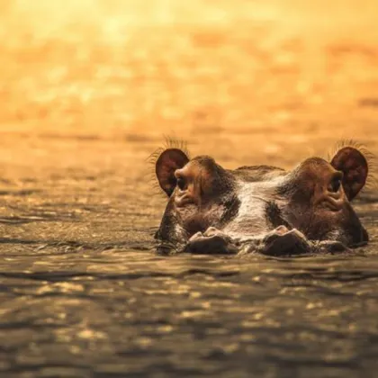 Единадесет души сред които и деца са в неизвестност след