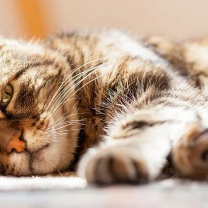 Не мога да разбера каква е тази злоба към животните…