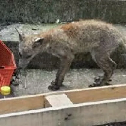 Популация от поне шест лисици създава проблеми на жителите на