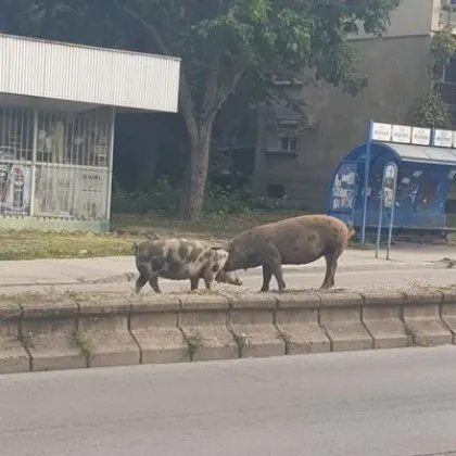 Прасета дефилират из наш град СНИМКИ