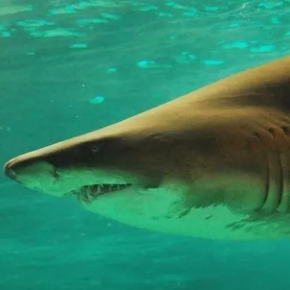 Австралийските власти в неделя изпратиха дронове и хеликоптер за да