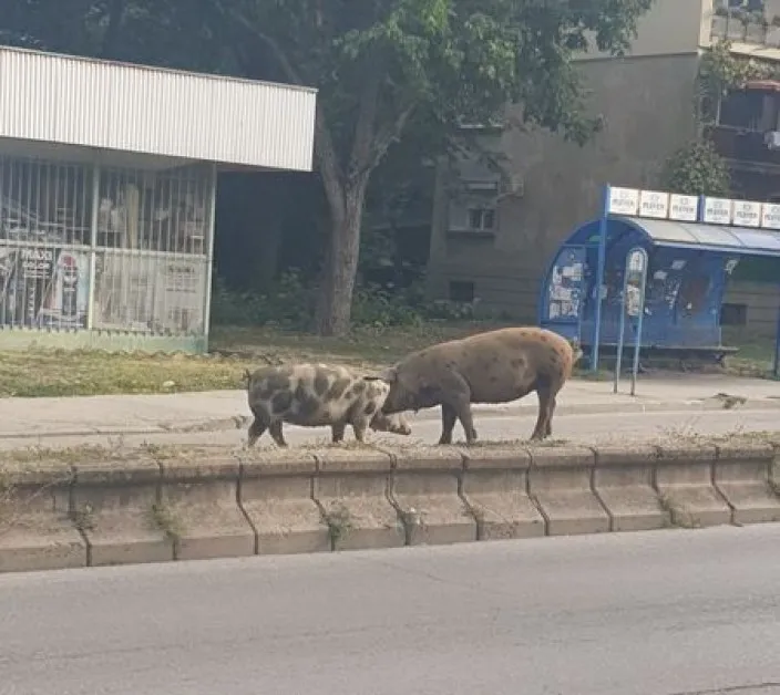 Прасета дефилират из наш град СНИМКИ