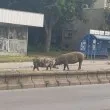 Прасета дефилират из наш град СНИМКИ