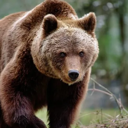 Мечка стръвница е влизала тази нощ в манастира Свети Спас