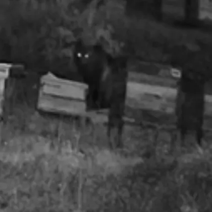 Мечки са нападнали пчелини и са унищожили десетки кошери в