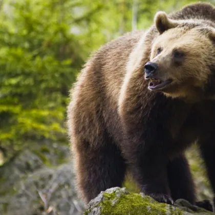 В интернет пространството се появиха десетки призиви да не се