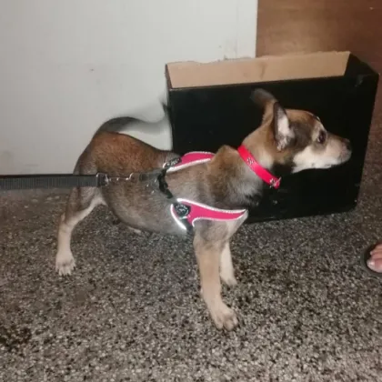 В столичния квартал Слатина беше намерено изоставено кученце вързано пред