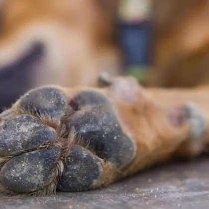 Ужасяваща история потресе жителите на кърджалийското село Минзухар община Черноочене