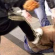 Брутален побой и грабеж на шофьор на камион във Видинско
