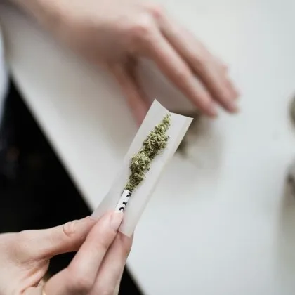 Ново изследване установи че марихуаната може да увреди ооцитите неоплодени