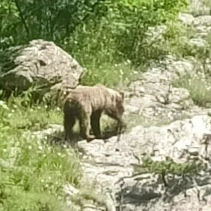 Кафява мечка и двете й малки слязоха в района на