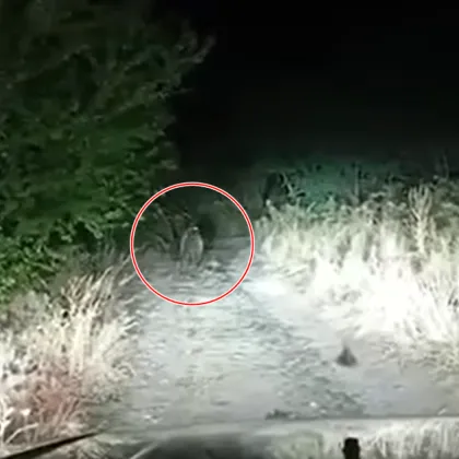 Мечката стръвница която влезе в манастира Св Спас в Сопот вчера