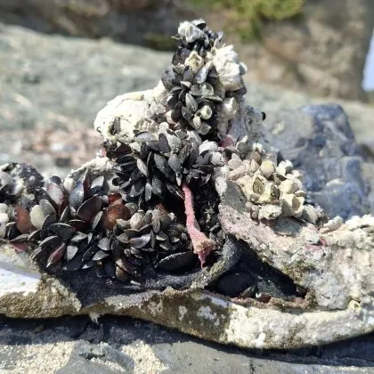 Морето отново доказа че има чувство за хумор и артистичен