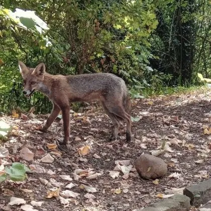 Докато други паркове се хвалят с катерушки пейки и ремонтирани