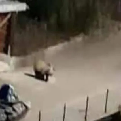 Мечка е заснета от камера да се разхожда по улица