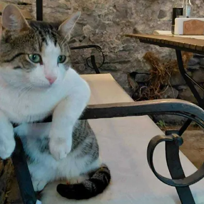 Котаракът Мъро познат още като Иван любимец на пловдивчани и