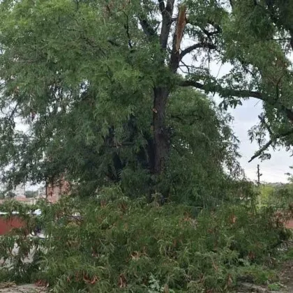 Огромни клонове се стовариха върху път непосредствено до детска площадка