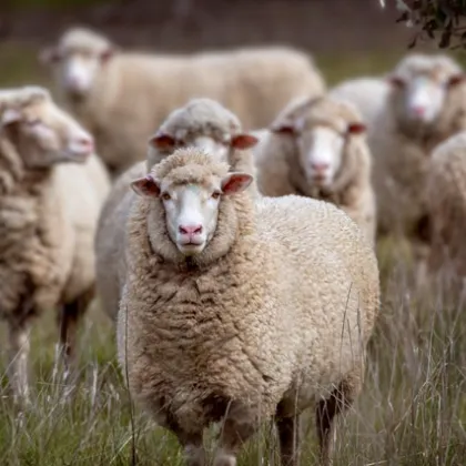 Областната епизоотична комисия в Пазарджик заседава извънредно след констатирано огнище