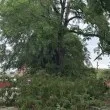 Огромна част от дърво се срути до детска площадка в Чирпан СНИМКИ