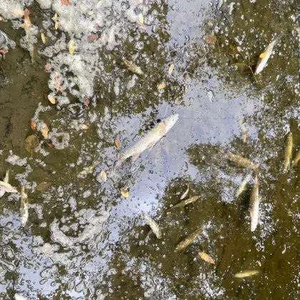 Тревожен сигнал в социалните мрежи В района на моста при