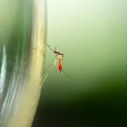 В продължение на горещите дни това лято най вероятно сте се