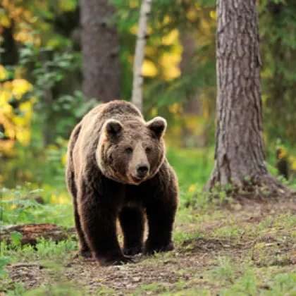 Популацията на мечки в България се е увеличила рязко за
