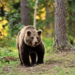 След нападенията от мечки - какви мерки ще вземе държавата