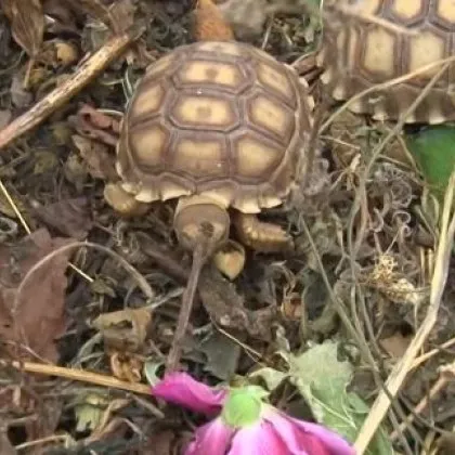 Неизвестно лице открадна 20 новоизлюпени костенурчета от спасителния център за