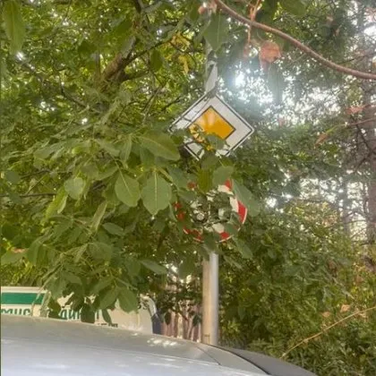 Пътен абсурд поставя в опасност пешеходци и шофьори във великотърновския