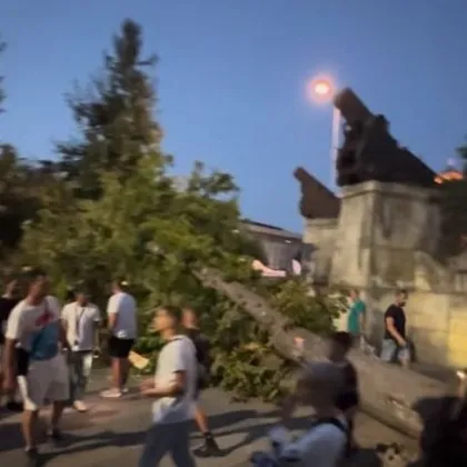 Огромно дърво рухна върху кола, жена се размина на косъм ВИДЕО
