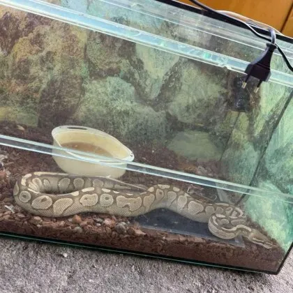 Змия се озова на софийски тротоар но не става въпрос