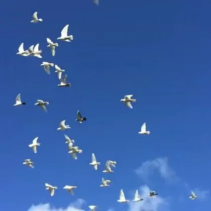 На 22 септември Българската православна църква почита Св свещеномъченик Фока Св пророк