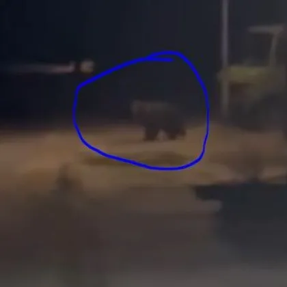 Отново! Мечка се разходи на улица в наш град ВИДЕО