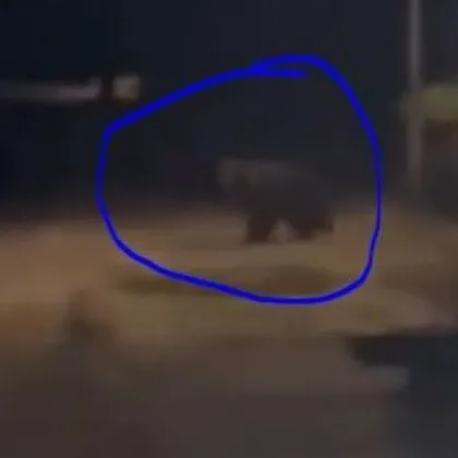 Нови подробности за мечката която бе забелязана на разходка по