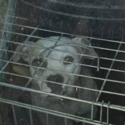 Тревожен сигнал за неглижиране на животно в Бургас се появи