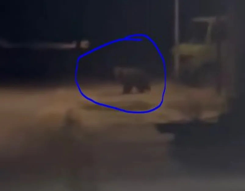 Отново! Мечка се разходи на улица в наш град ВИДЕО
