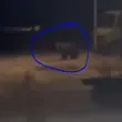 Отново! Мечка се разходи на улица в наш град ВИДЕО