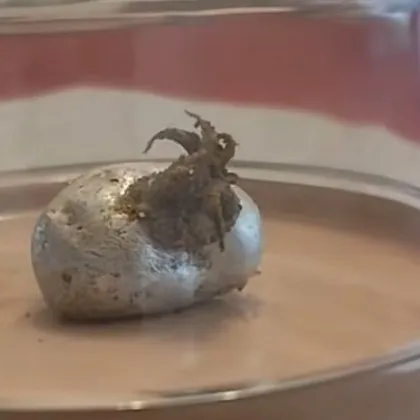 Мъж твърди че е открил същество подобно на извънземно вътре